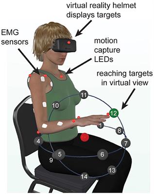 Gravitational and Dynamic Components of Muscle Torque Underlie Tonic and Phasic Muscle Activity during Goal-Directed Reaching